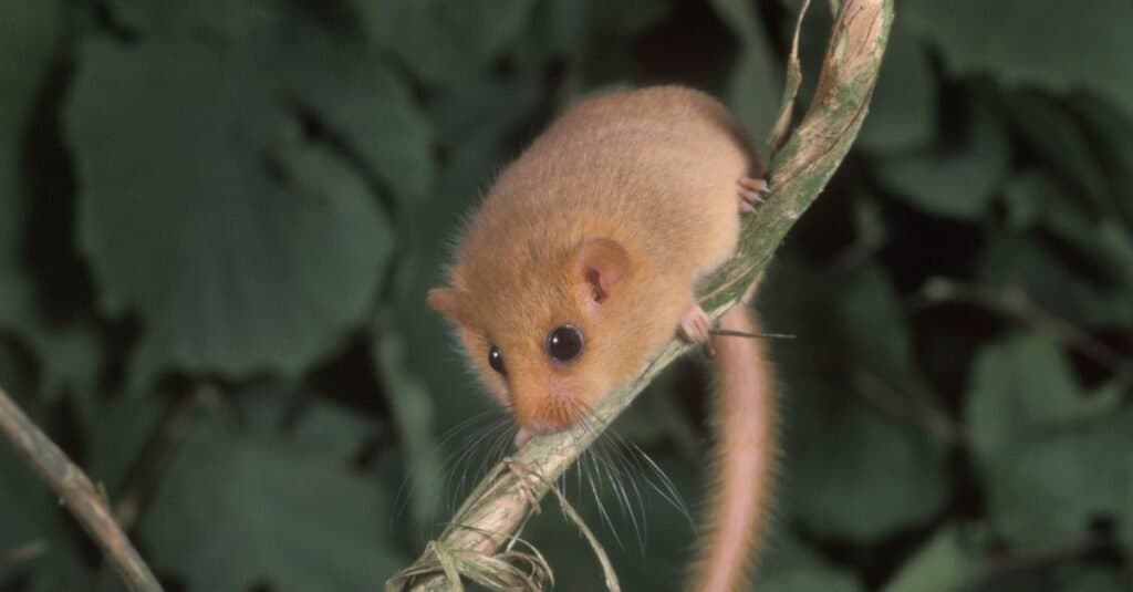 Animali che usano il ghiro dell'ecolocalizzazione