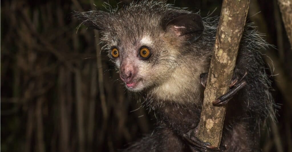 Animali che usano l'ecolocalizzazione aye aye