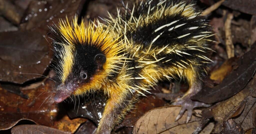 Animali che usano l'ecolocalizzazione Tenrec