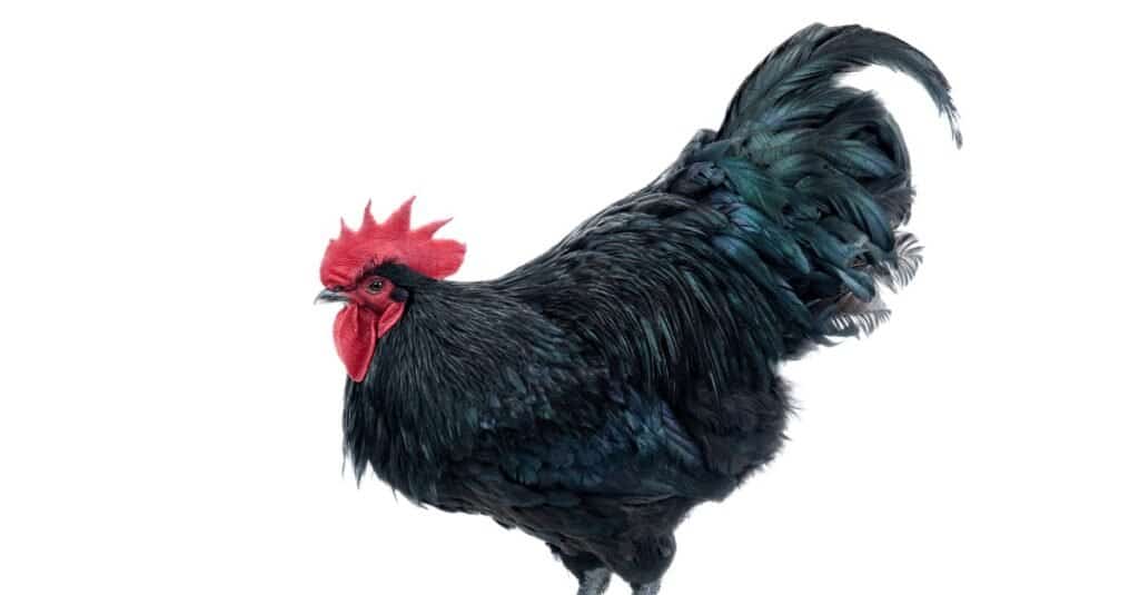 Pollo più grande - Australorp