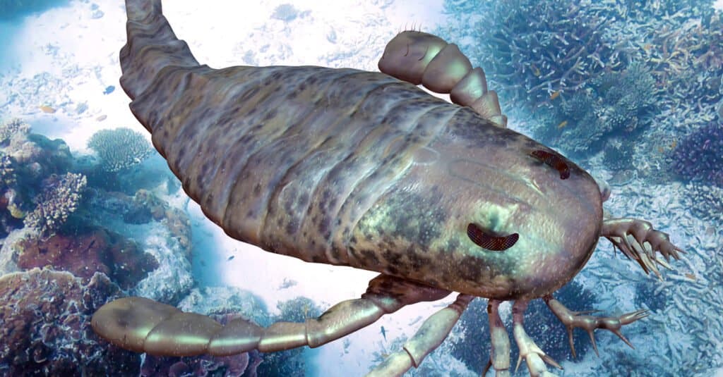 I più grandi scorpioni sono gli scorpioni marini 