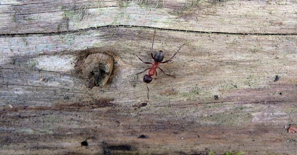 Formiche più grandi - Formica di legno del sud