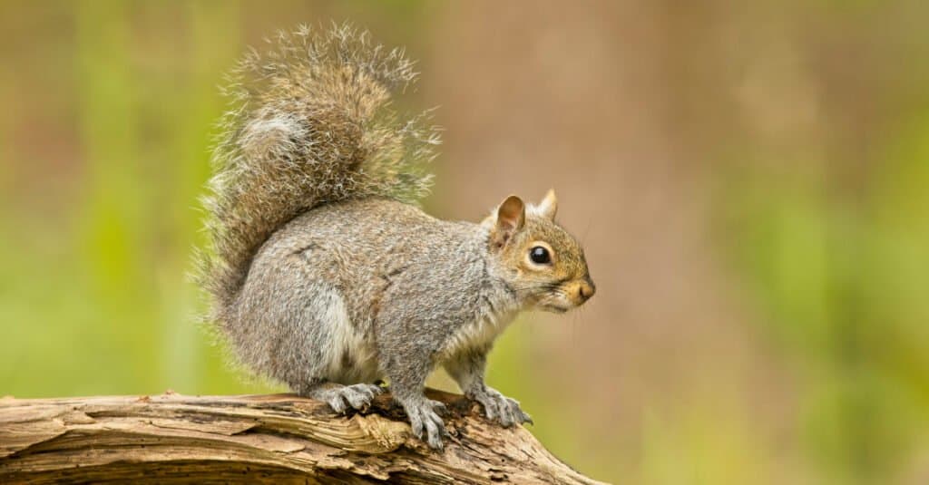 10 animali che accumulano - scoiattolo