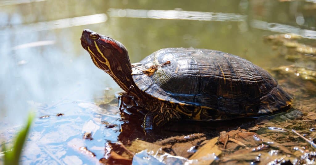 I 10 migliori animali che hanno conchiglie - cursore dello stagno