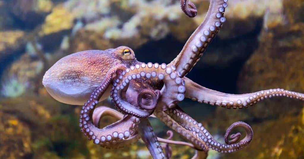 Animali che costruiscono cose come gli umani: polpi