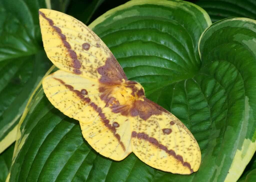 Falena imperiale