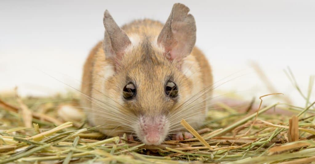 Animali che stanno svegli tutta la notte - Topo spinoso