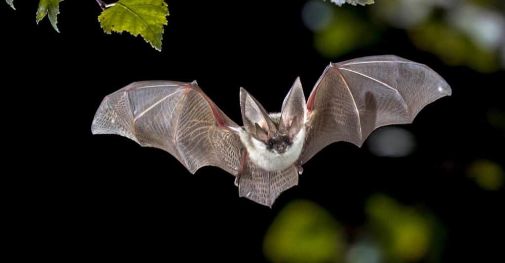 Animali che stanno svegli tutta la notte - Pipistrelli