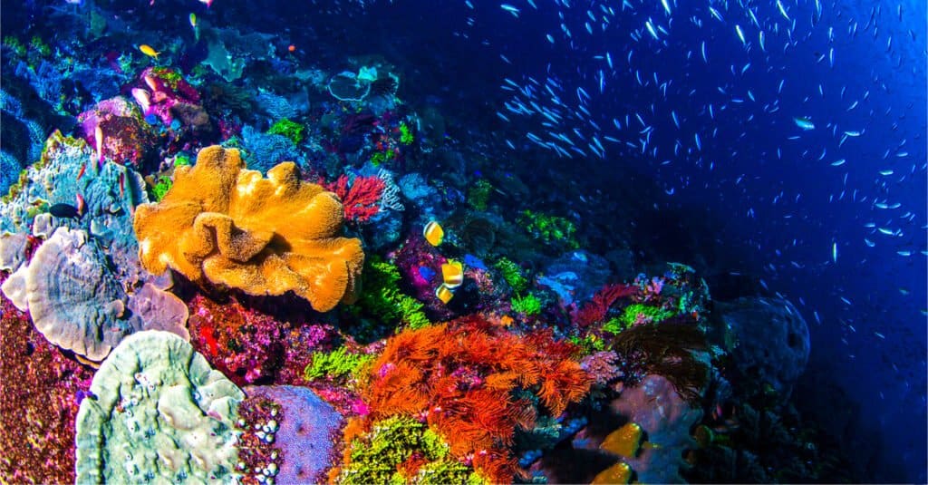 Animali che non hanno cervello - Corallo