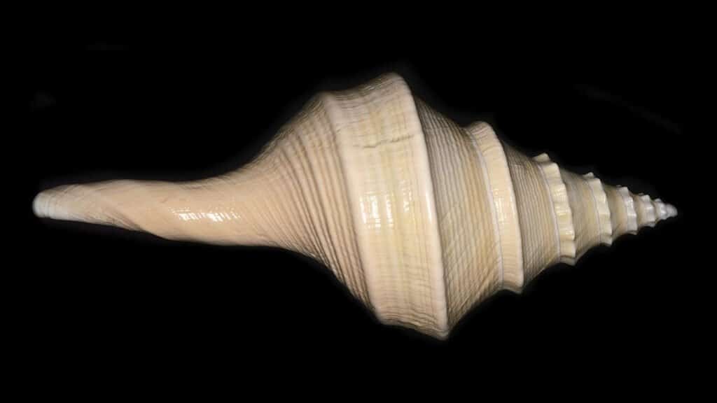 Tromba australiana 