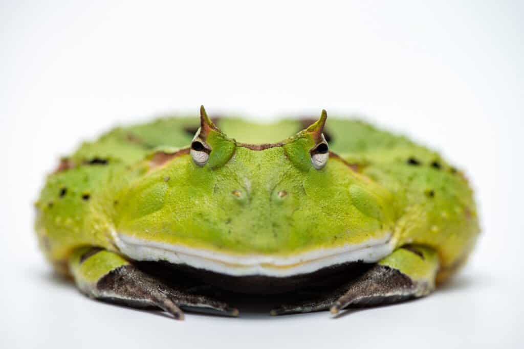 Rana cornuta del Suriname 