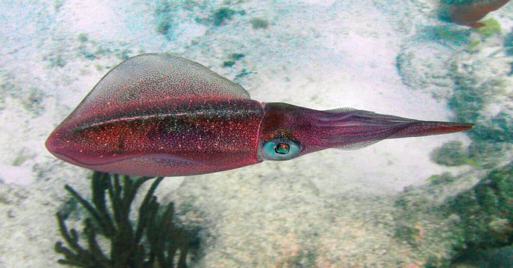 Animali che cambiano colore: calamari della barriera corallina caraibica