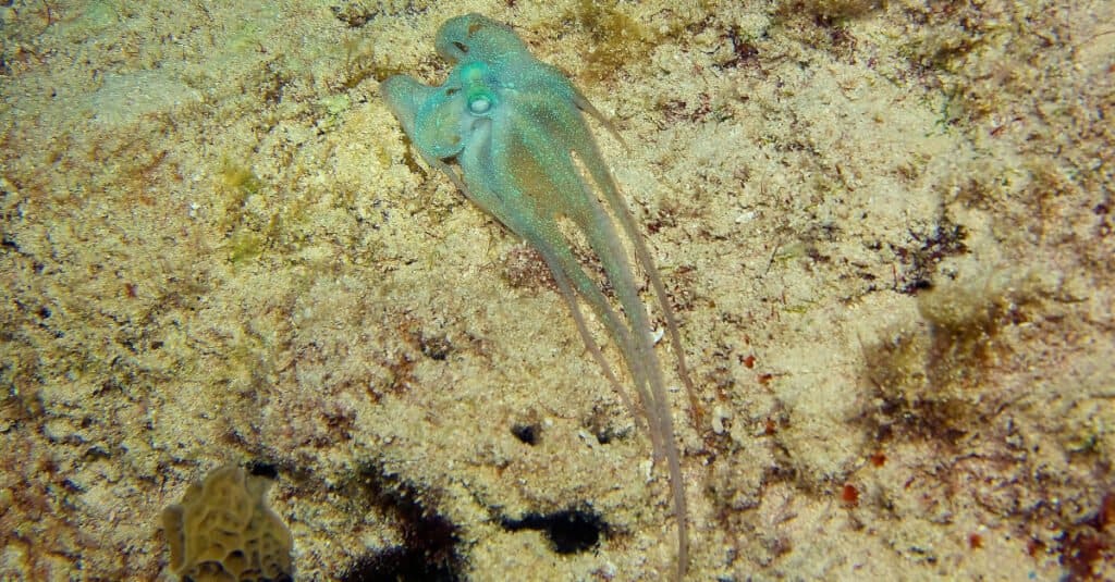 Gli adattamenti animali più pazzi: il polpo pigmeo dell'Atlantico