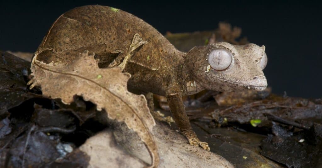 Gli adattamenti animali più pazzi: il geco dalla coda a foglia