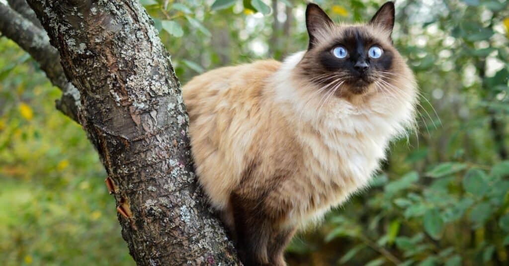 Quanti anni ha il mio gatto