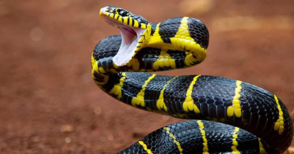 Paura degli animali: ofidiofobia