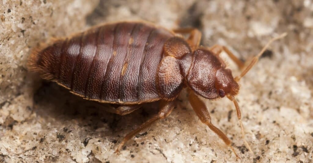 Paura degli animali: entomofobia