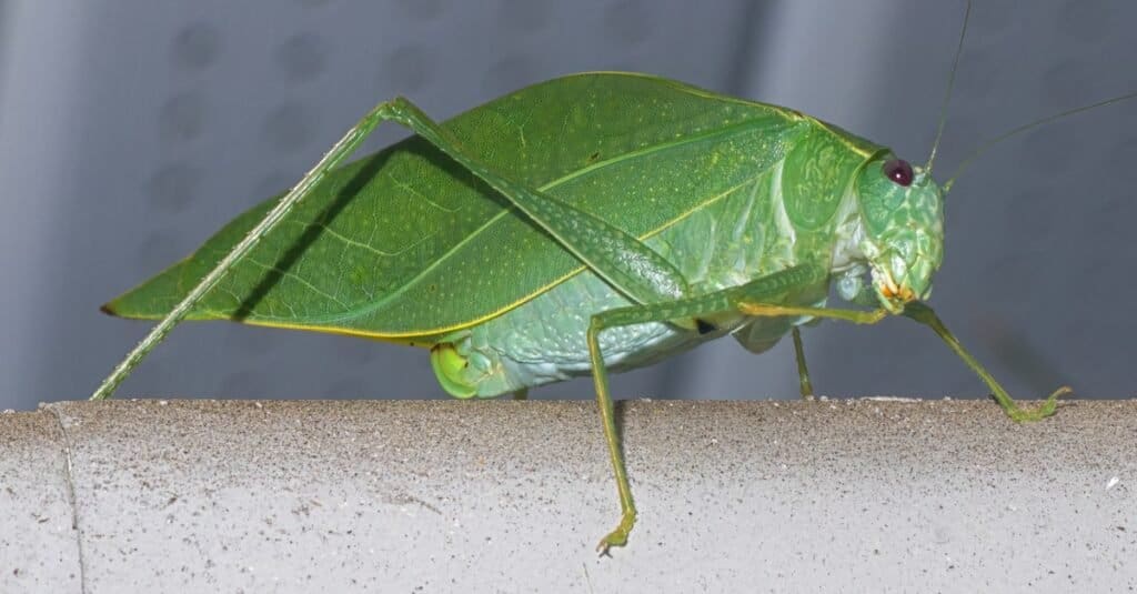 Animali che Sing-Katydid