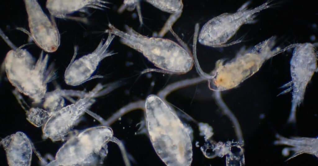 Cosa mangiano gli squali balena - copepodi