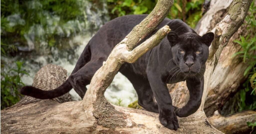 fissando la pantera nera