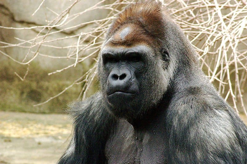 Silverback maschio Gorilla di pianura occidentale