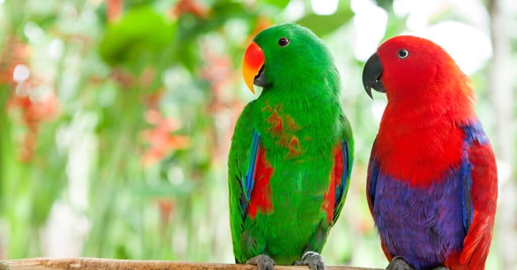 Pappagalli Grand Eclectus
