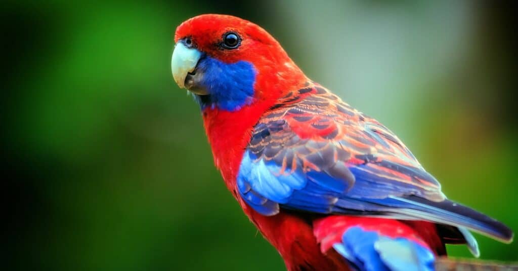 Pappagallo cremisi di Rosella