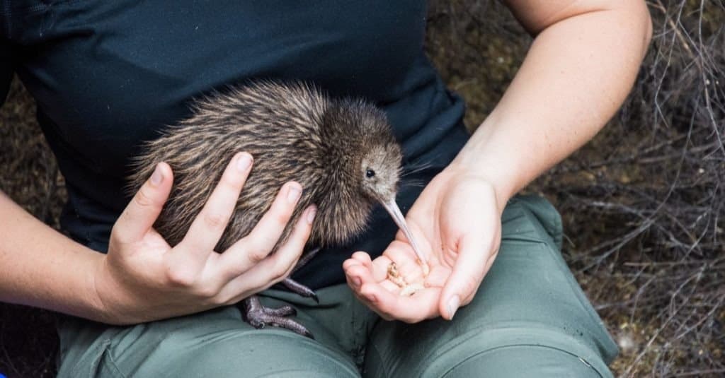 Baby kiwi bird viene allattato in vivaio aviario nella riserva naturale di Cape Kidnappers, Hawkes Bay Nuova Zelanda