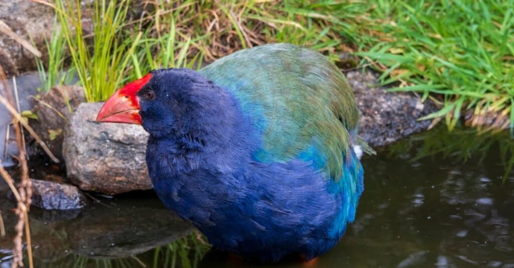 Uccelli che non possono volare: Takahe