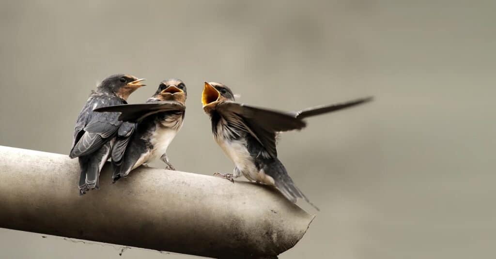 Animali che usano il sonar-swiftlet