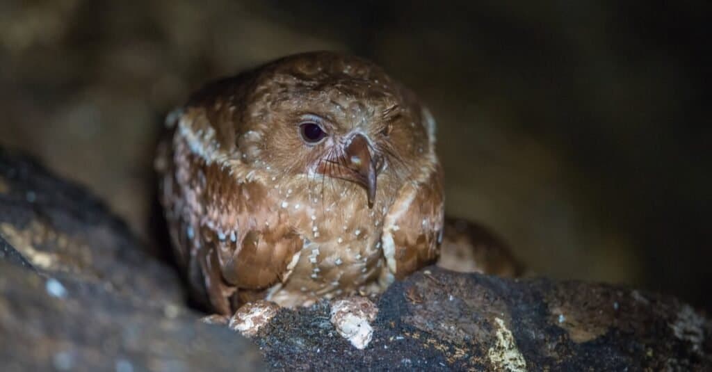Animali che usano il sonar-oilbird