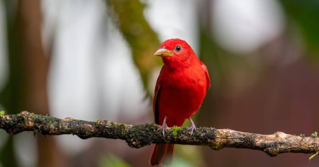 Uccelli che mangiano le api: Scarlet e Summer Tanager