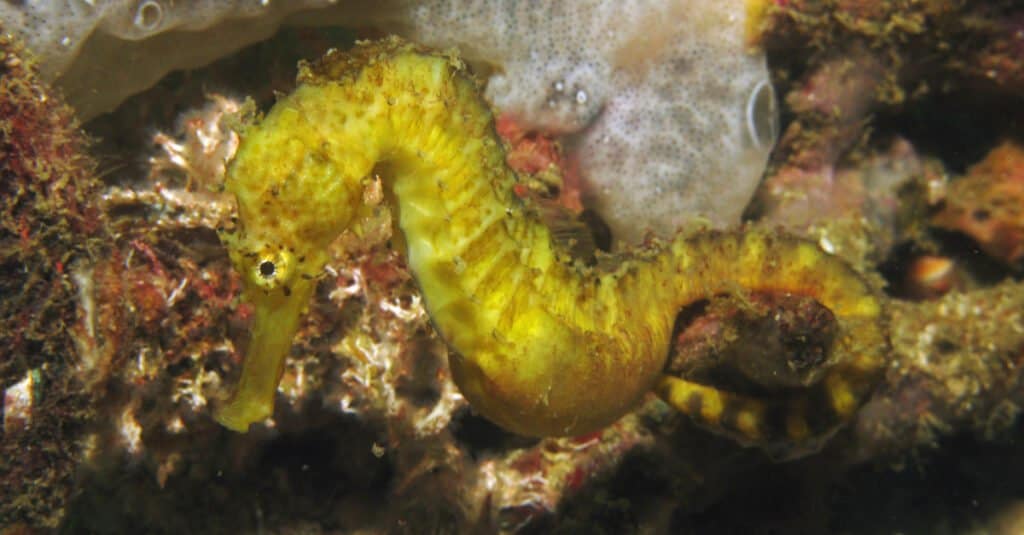 Il più grande cavalluccio marino è il cavalluccio marino a coda di tigre