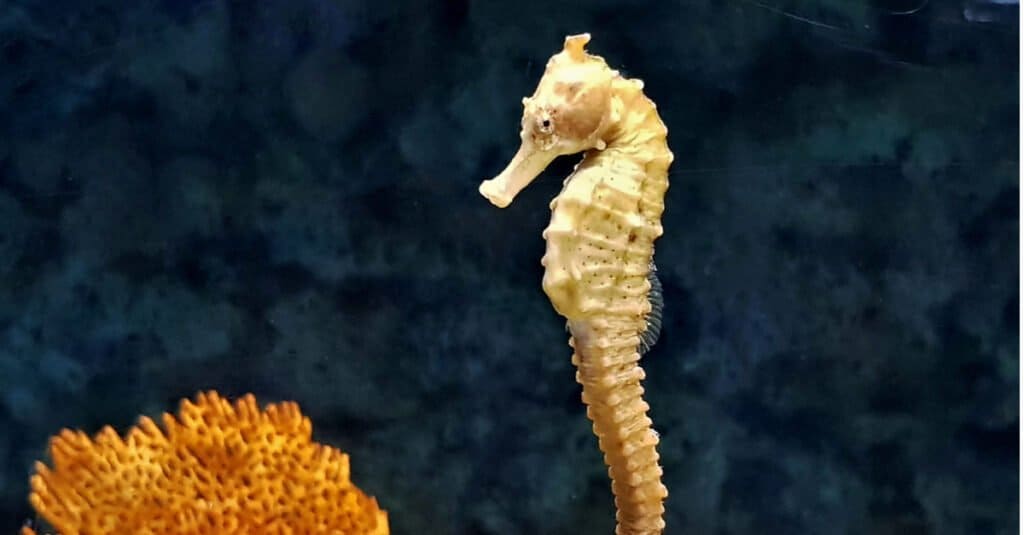 I più grandi cavallucci marini - cavalluccio marino a faccia piatta