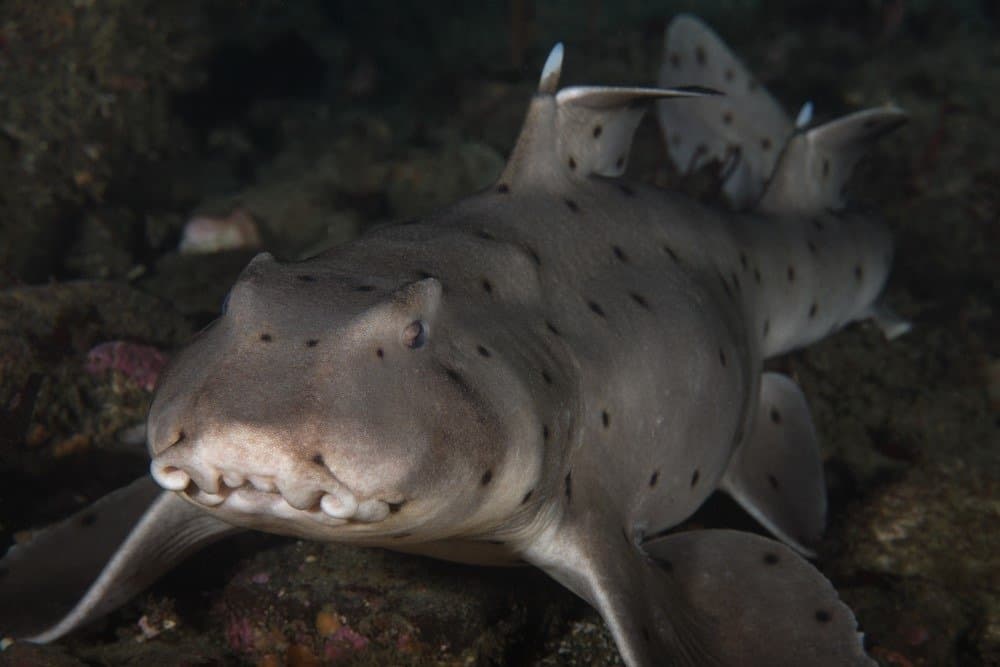 Tipi di squalo - Horn Shark - Heterodontus francisci, Horn Shark su una scogliera di Palos Verdes