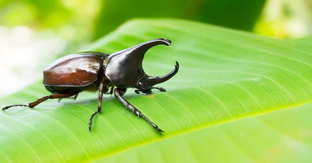 scarabeo rinoceronte su una foglia verde brillante