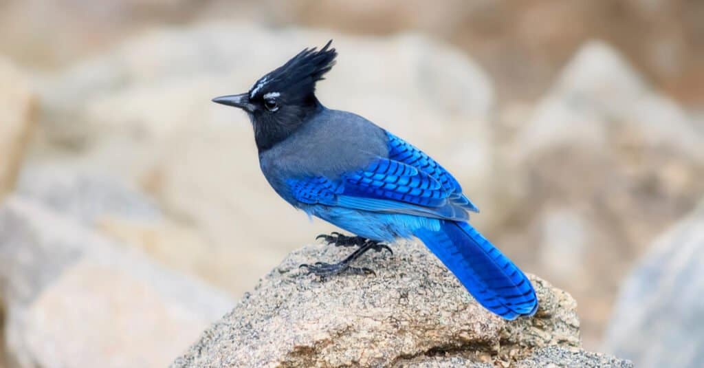 Tipi di uccelli blu: la ghiandaia stellare 