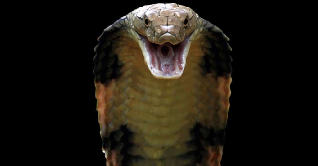 Varano vs cobra
