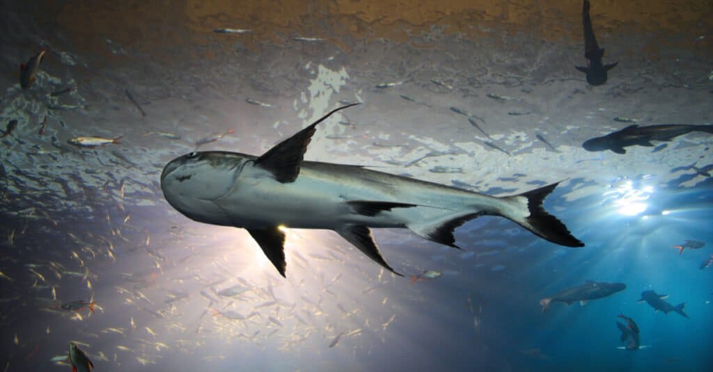 Pesce gatto gigante del Mekong - Vista subacquea