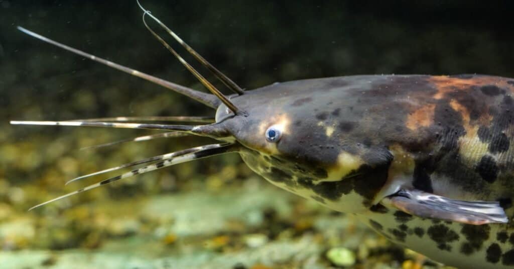 Clarias batrachus o pesce gatto nero che cammina sullo sfondo naturale.