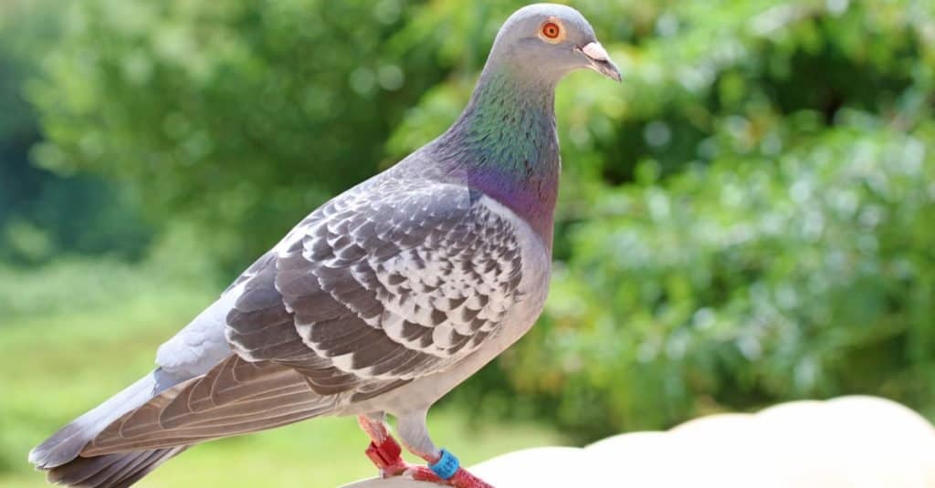 Gli animali più intelligenti: i piccioni