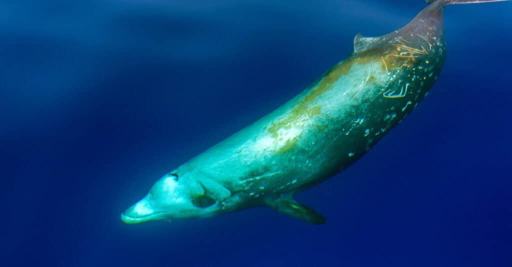 Animali con più stomaci - Balena dal becco