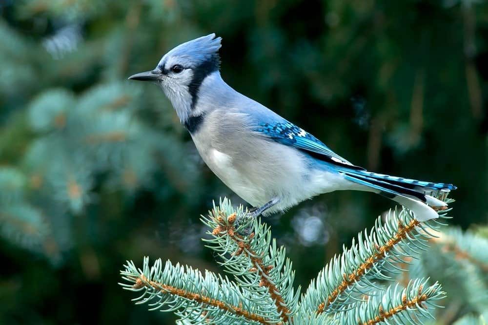 Un Blue Jay è appollaiato su un ramo di un albero di abete rosso blu.  Rosetta McClain Gardens, Toronto, Ontario, Canada.
