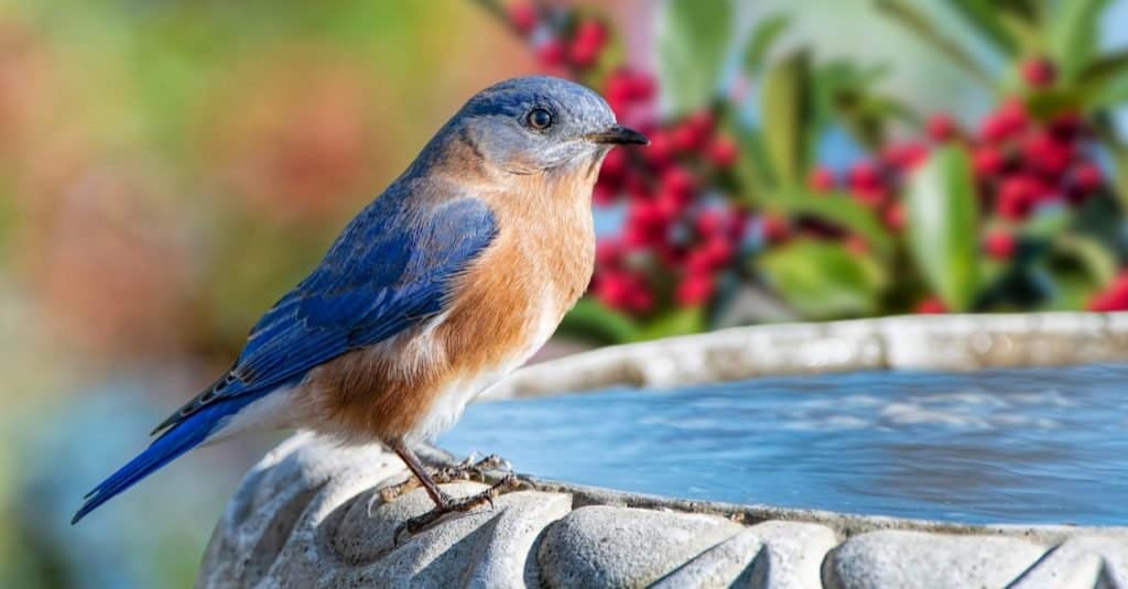 Bluebird orientale maschio arroccato su Birdbath in Louisiana inverno con rami di albero di agrifoglio americano in background