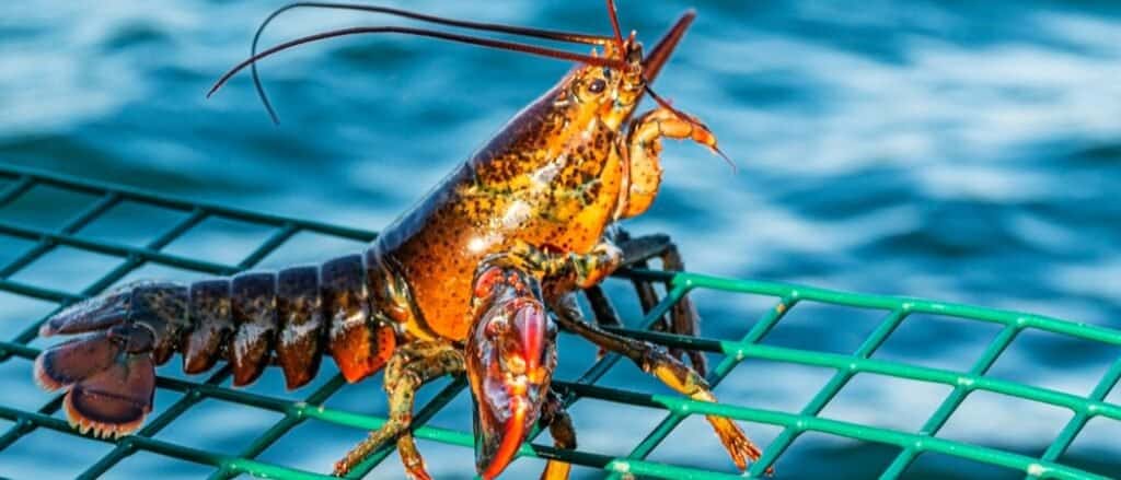 Animali nel Maine
