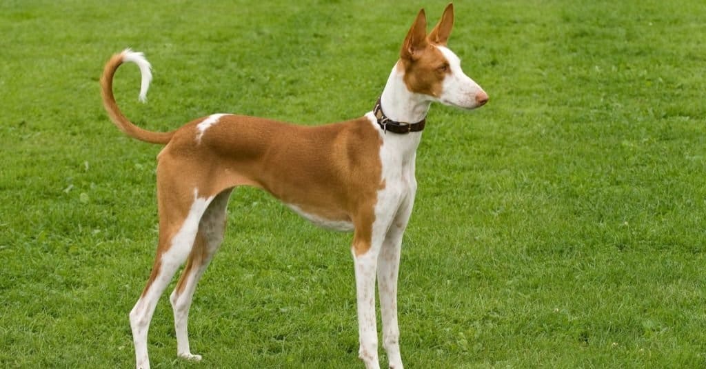 Ibizan Hound in piedi posato alla perfezione