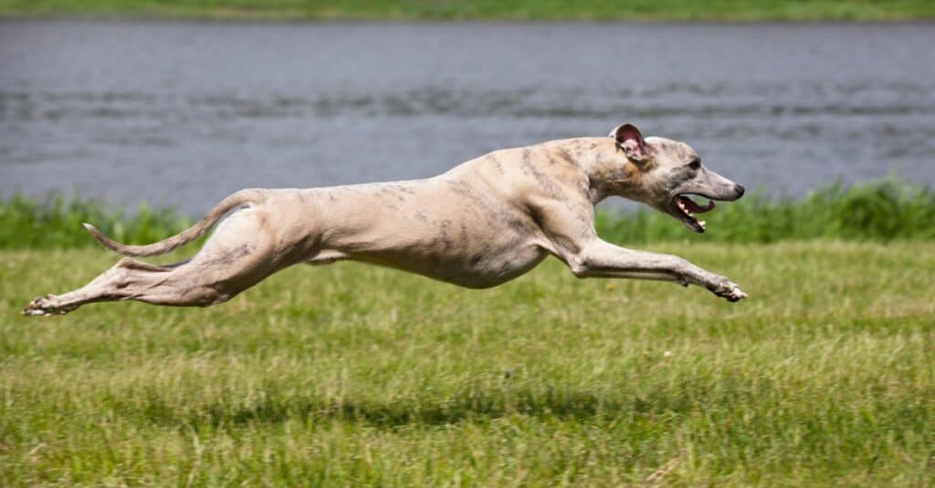 I cani più veloci: Whippet