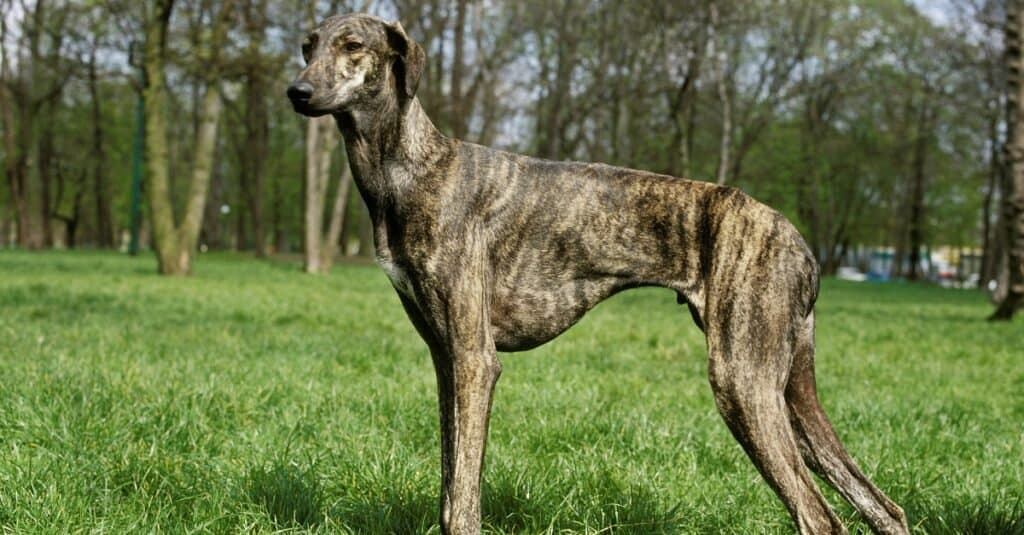 Cani più veloci: Sloughi