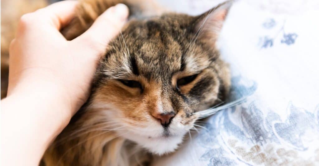 Gatto che viene accarezzato