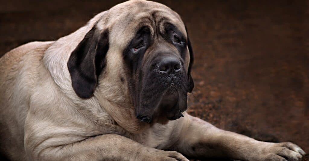 Cani più pesanti: mastino inglese 